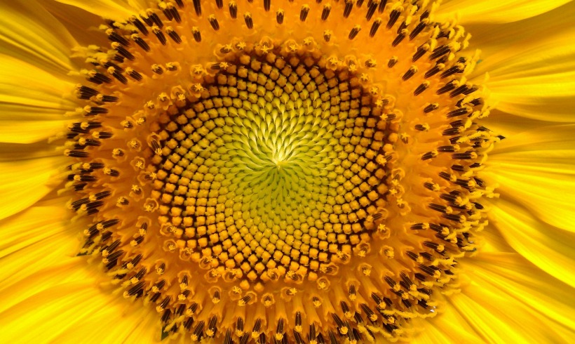 sunflower-94187_1920.jpg